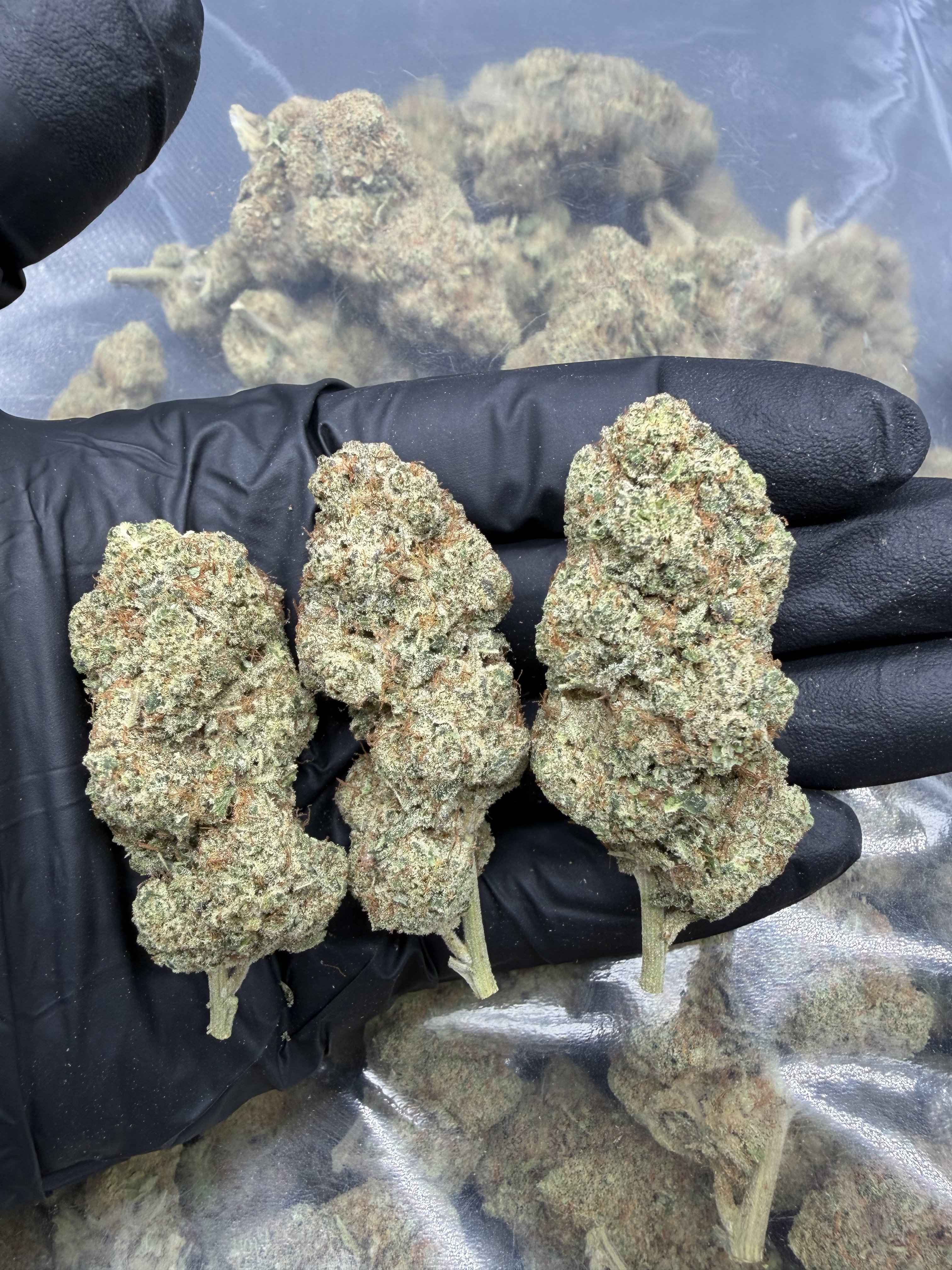 Bubblegum