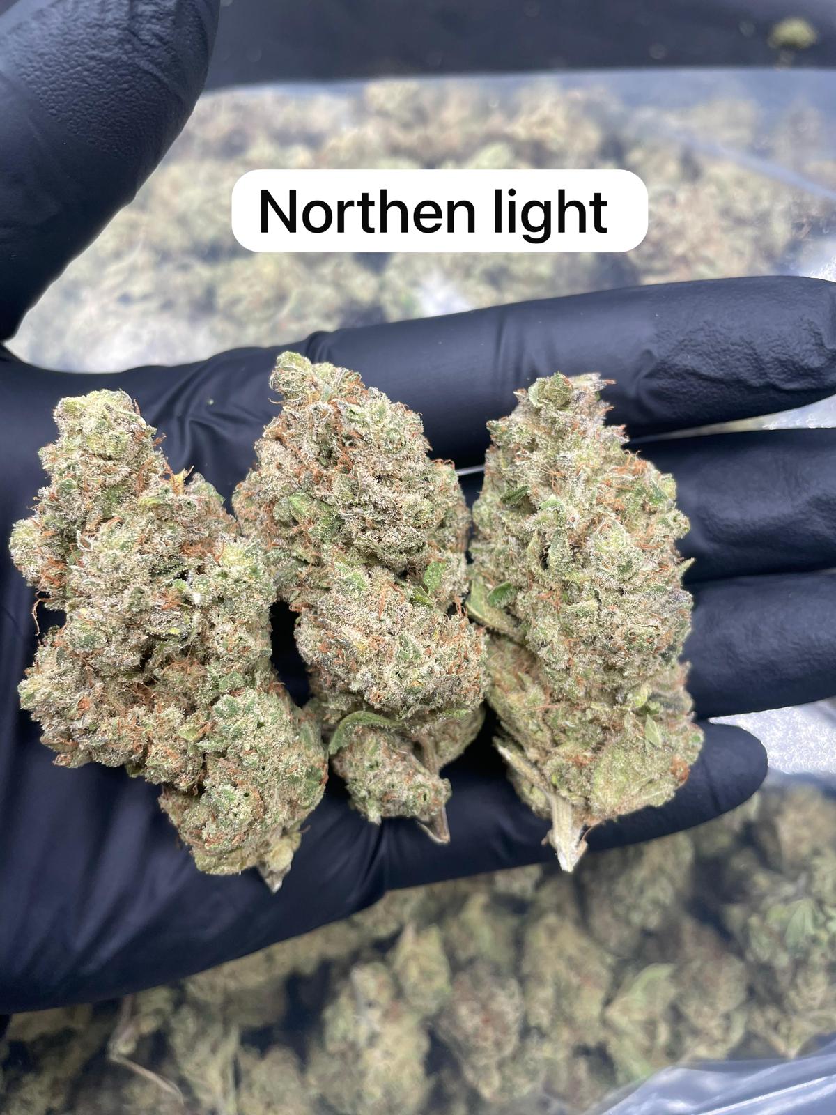 Northern Light