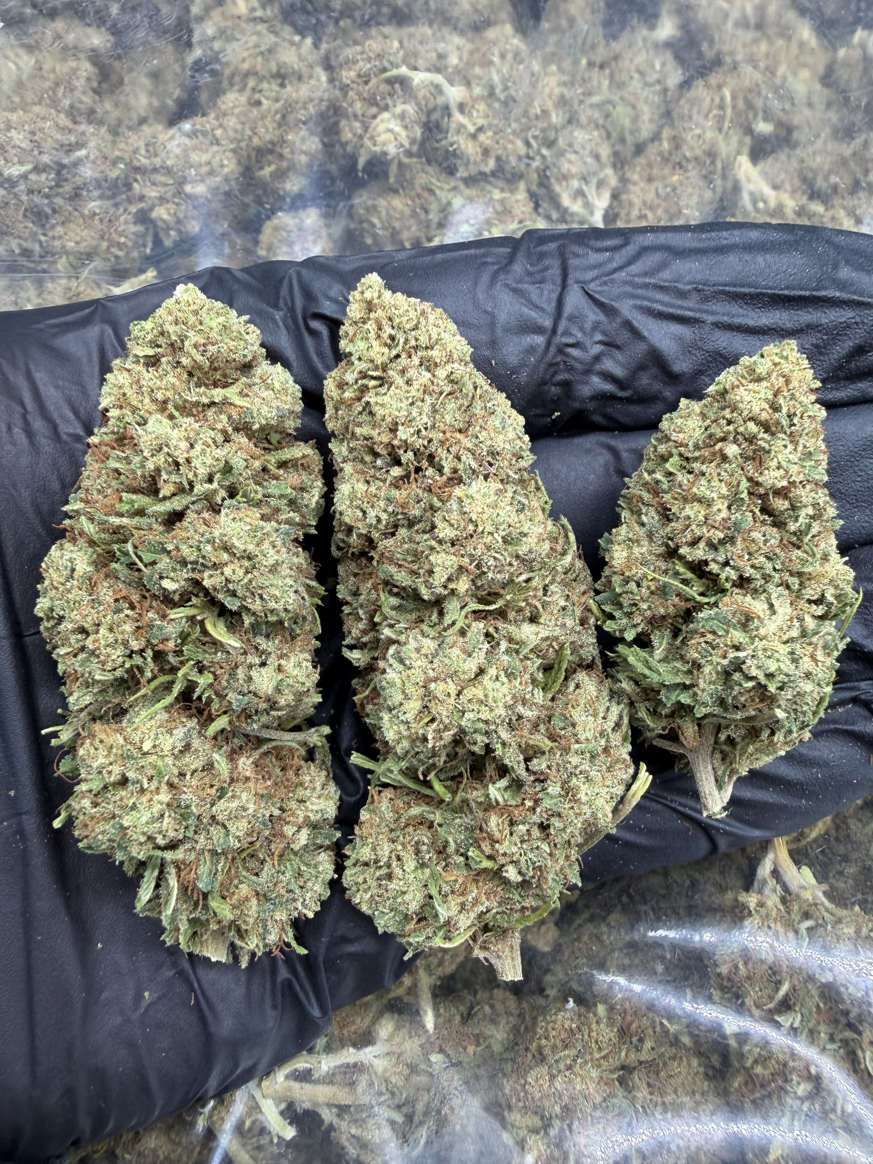 White Melon